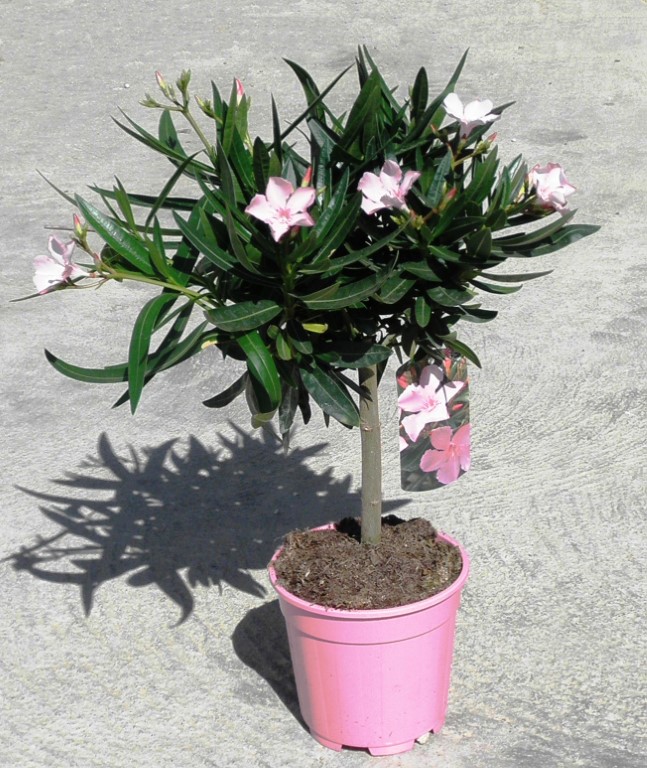 Nerium Oleander – EUROSTEP